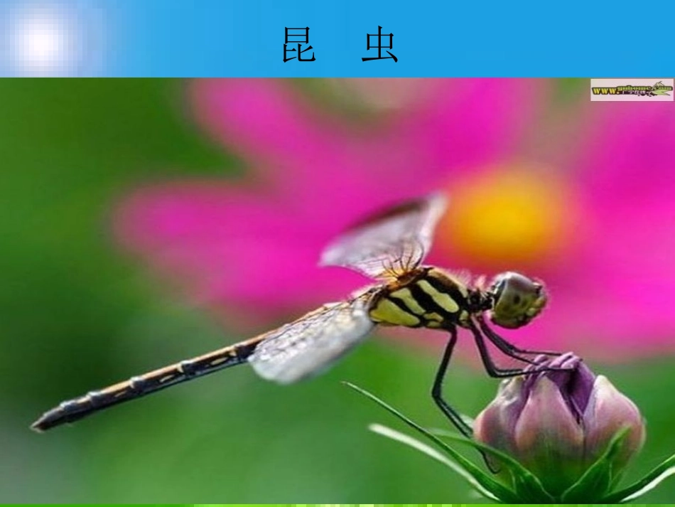 我喜欢昆虫 (2)_第2页