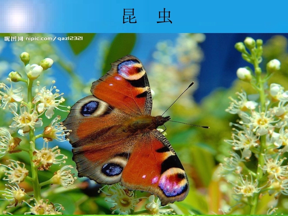 我喜欢昆虫 (2)_第3页