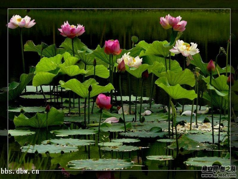 荷叶圆圆 课件_第2页