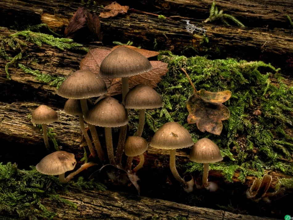 蘑菇该奖给谁 _第2页