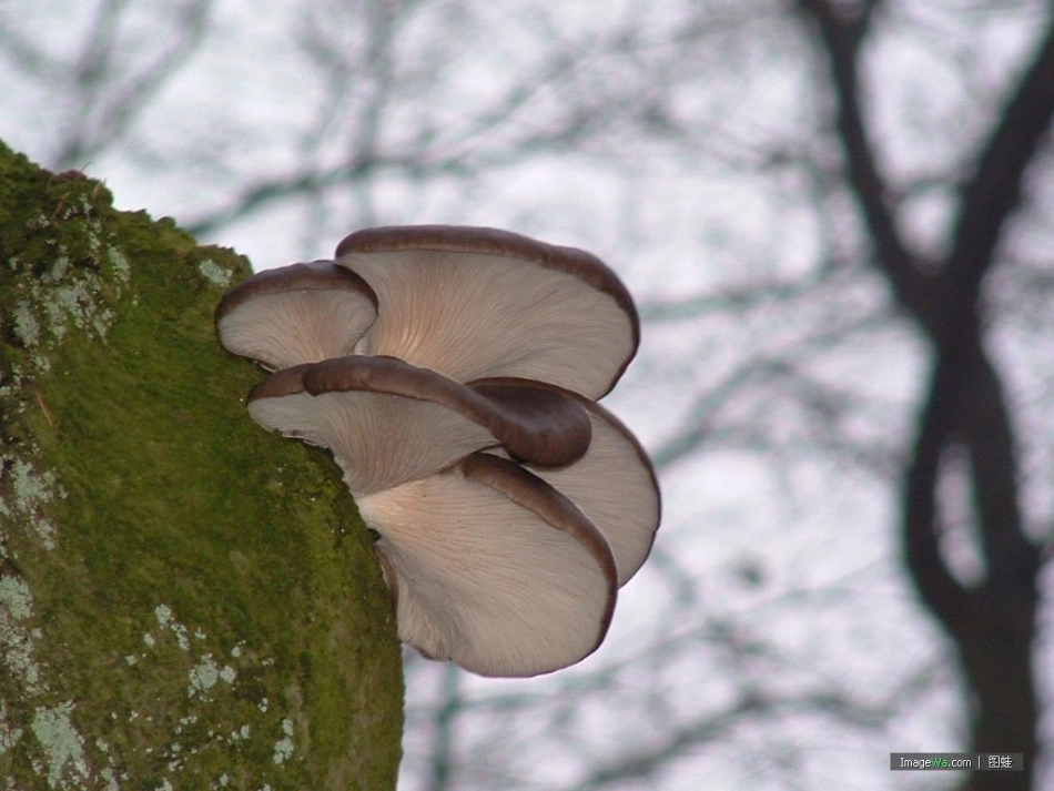 蘑菇该奖给谁 _第3页