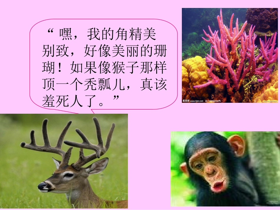 一只梅花鹿--PPT_第3页