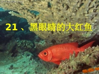 黑眼睛的大红鱼