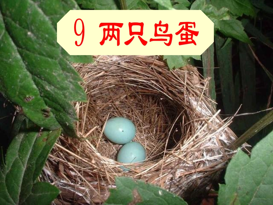 两只鸟蛋 课件_第2页