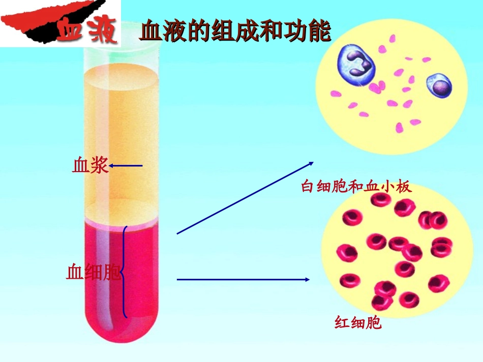 血液循环复习课件_第2页