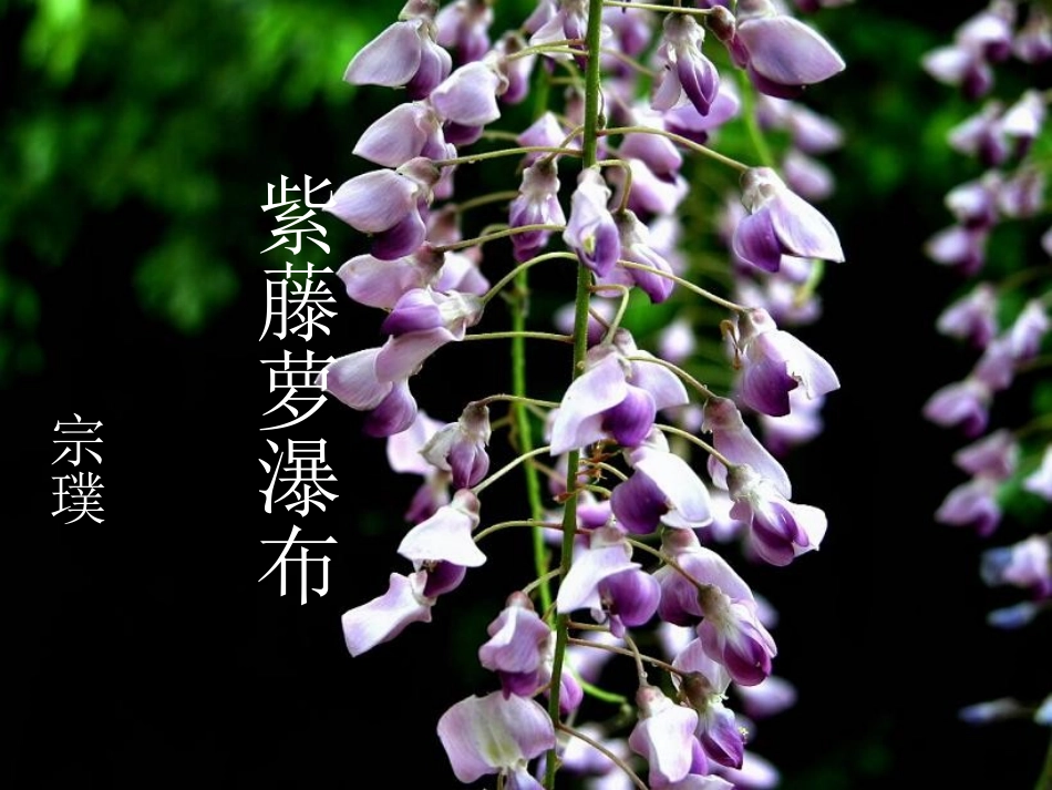 紫藤萝瀑布 (3)_第3页