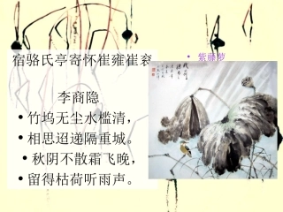 紫藤萝瀑布 (3)