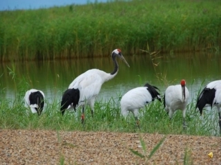 苏教版二年级下册语文识字6