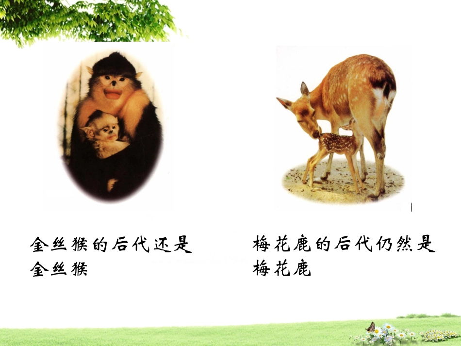 基因控制生物的性状 (2)_第3页
