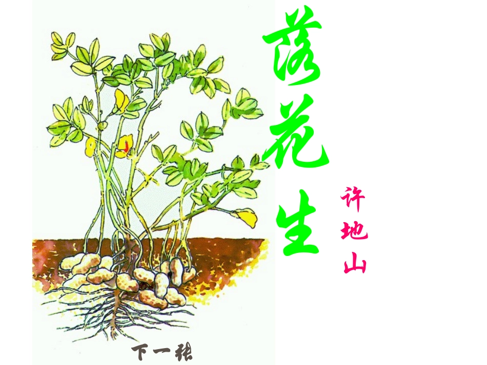 小学五年级《落花生》课件_第1页