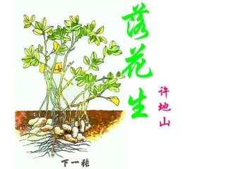 小学五年级《落花生》课件