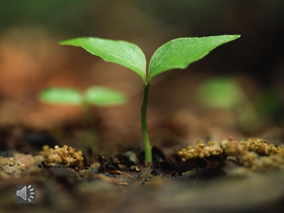 春的颂歌_鄂教版_三年级下_第2页