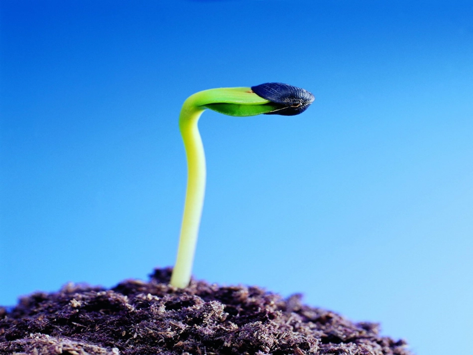 春的颂歌_鄂教版_三年级下_第3页