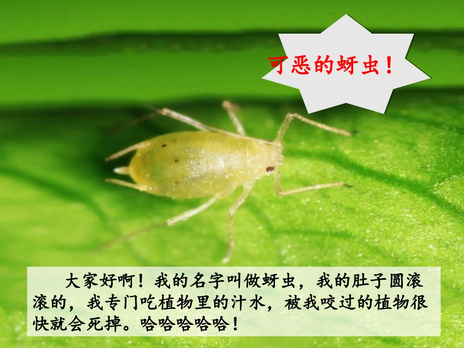 (部编)人教语文2011课标版一年级下册19《棉花姑娘》_第3页