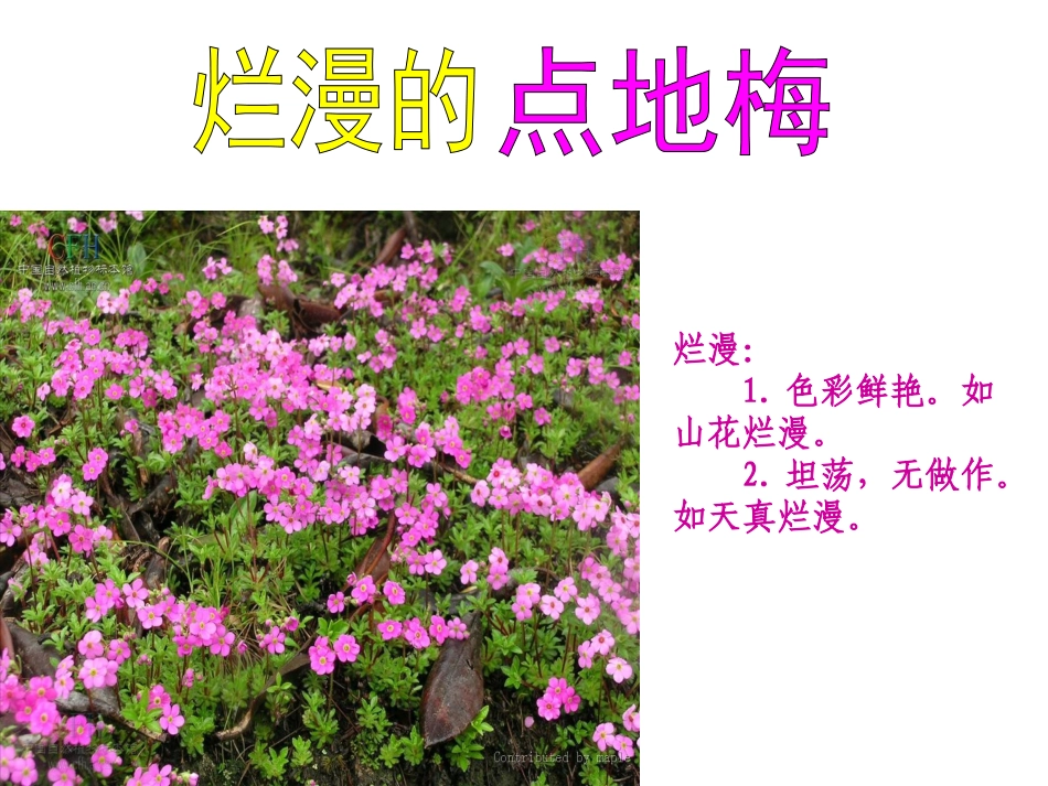 烂漫的点地梅_第1页