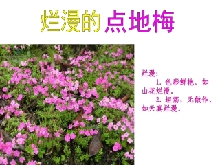 烂漫的点地梅