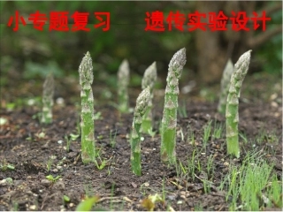 遗传实验设计-课件