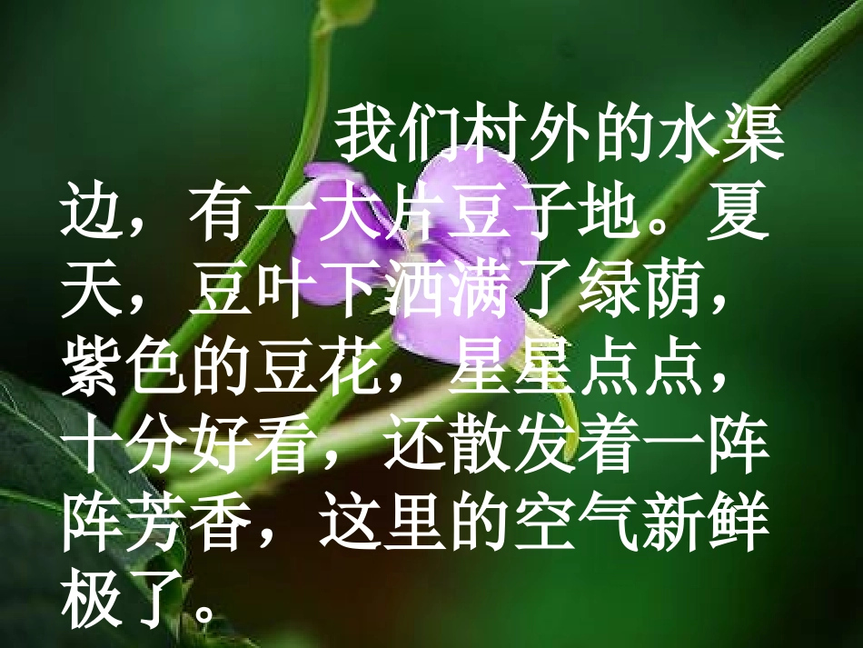 豆花庄的小家伙们_第3页