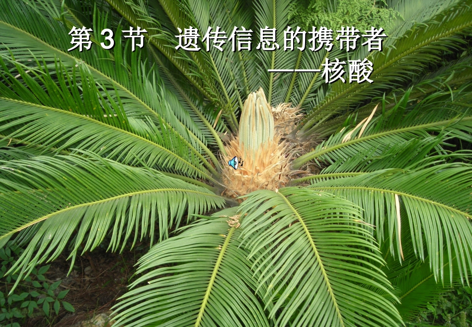 2.3-遗传信息的携带者--核酸-课件-唐梅_第1页