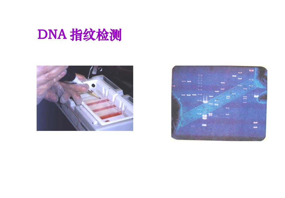 2.3-遗传信息的携带者--核酸-课件-唐梅_第2页