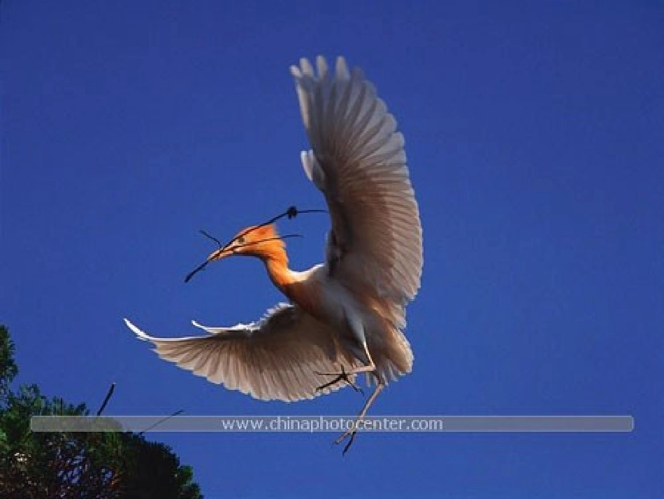 保护生物的多样性_第3页