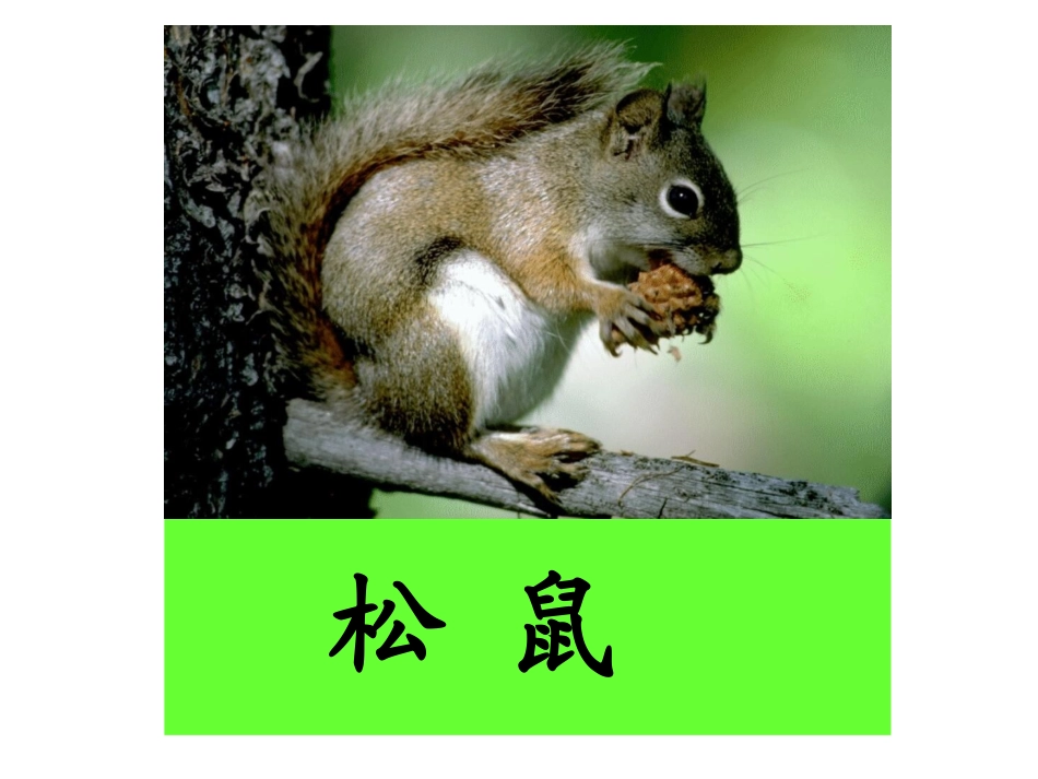 《松鼠和松果》课件4_第1页