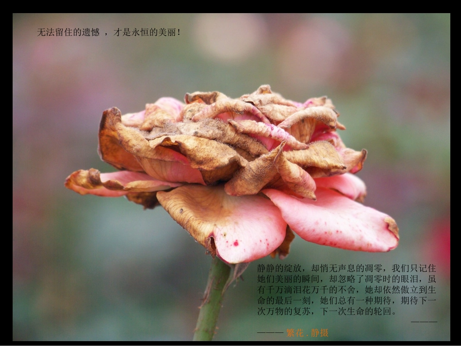 总有一种期待——玫瑰眼中的泪_第1页