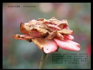 总有一种期待——玫瑰眼中的泪