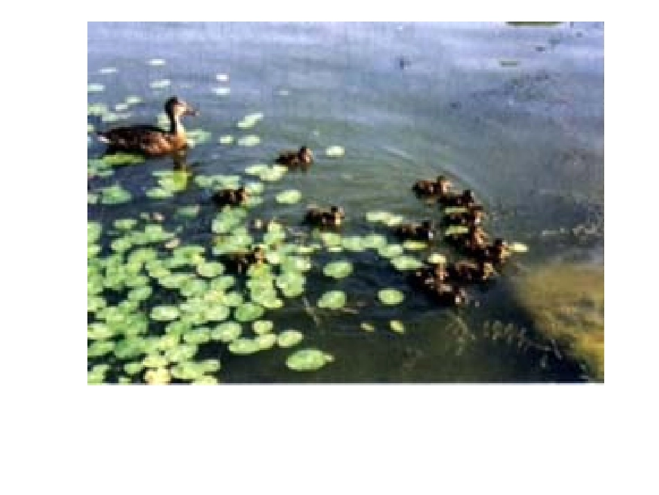 苏教版生物与环境的关系_第3页