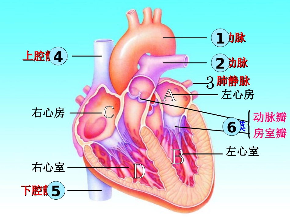 人体的血液循环（2）_第1页