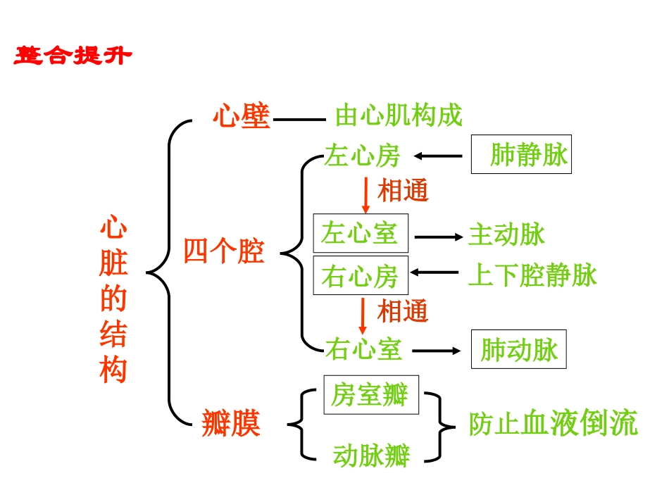 人体的血液循环（2）_第2页