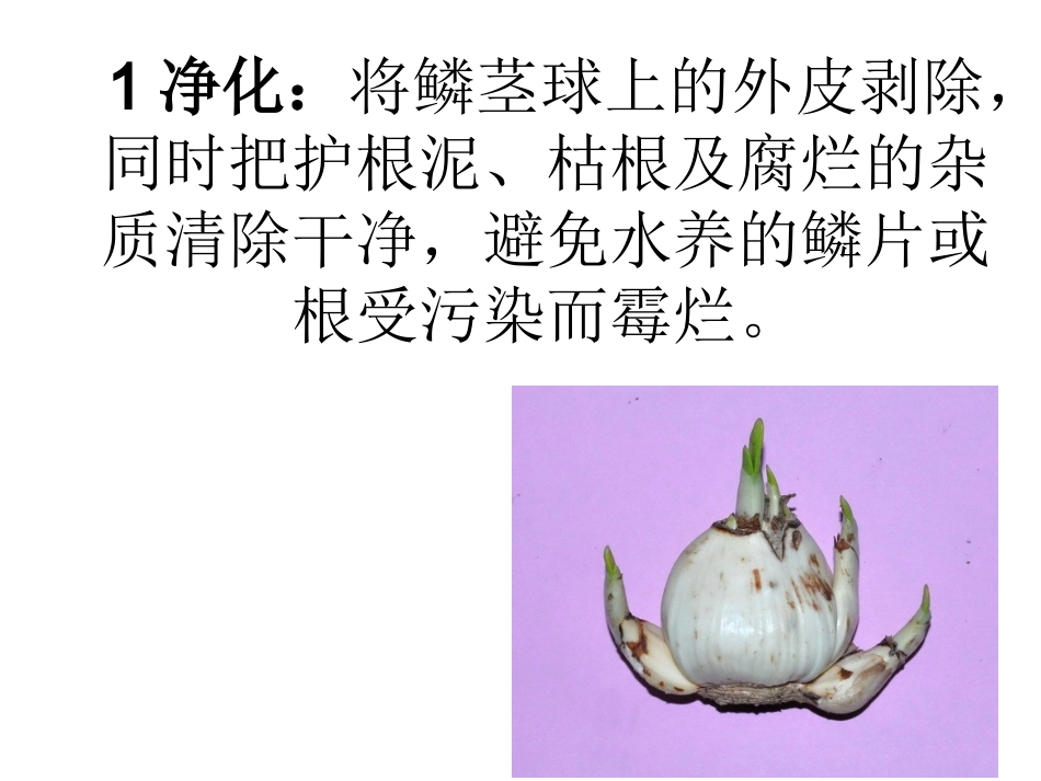 水仙花艺术造型知识讲座sjm_第2页