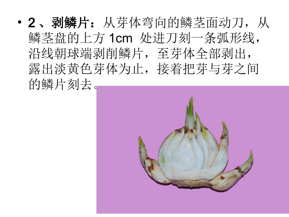 水仙花艺术造型知识讲座sjm_第3页