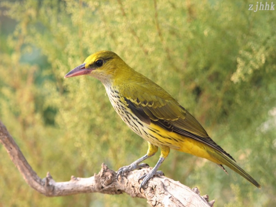 描写一种小动物1_第3页