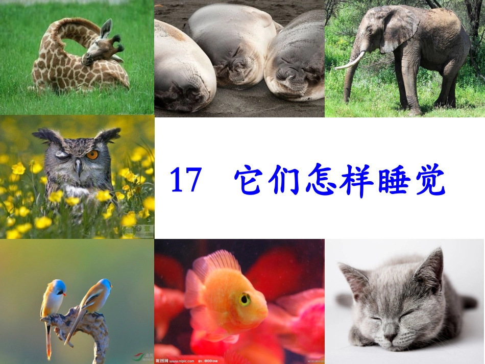 《它们怎样睡觉》课件_第1页