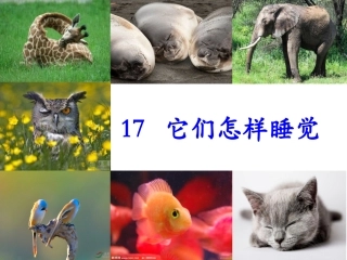 《它们怎样睡觉》课件