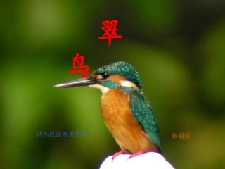 《翠鸟》课件 (3)