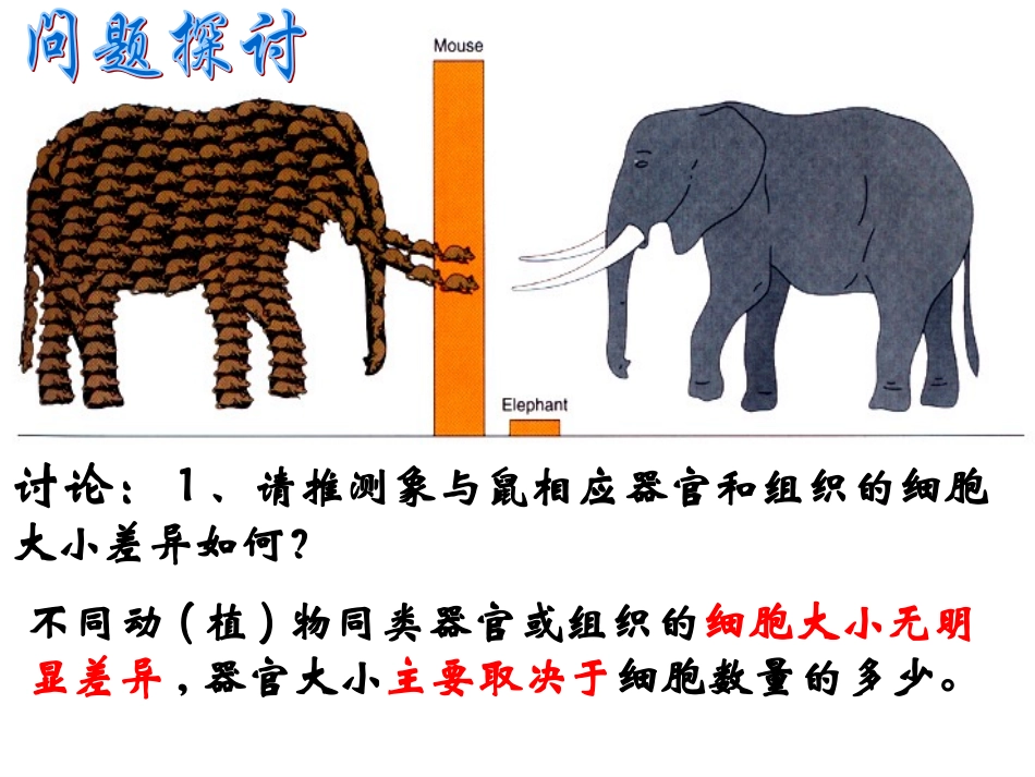 第一节细胞的分裂_第2页