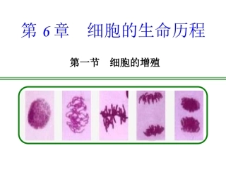 第一节细胞的分裂