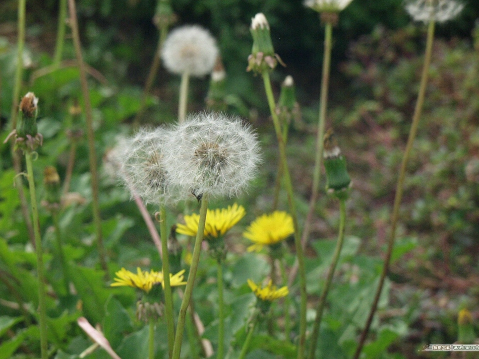 蒲公英的梦1_第3页
