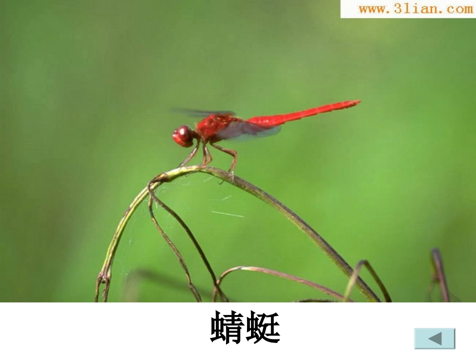 奇妙的动物世界_第2页