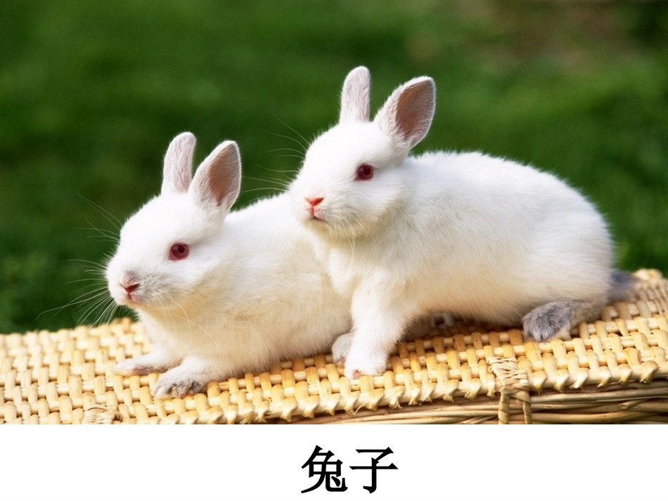 奇妙的动物世界_第3页