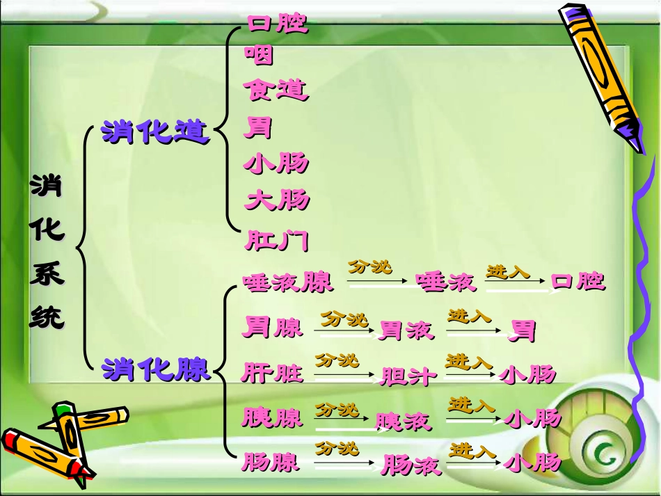 《第二节人体的消化与吸收》课件3_第3页