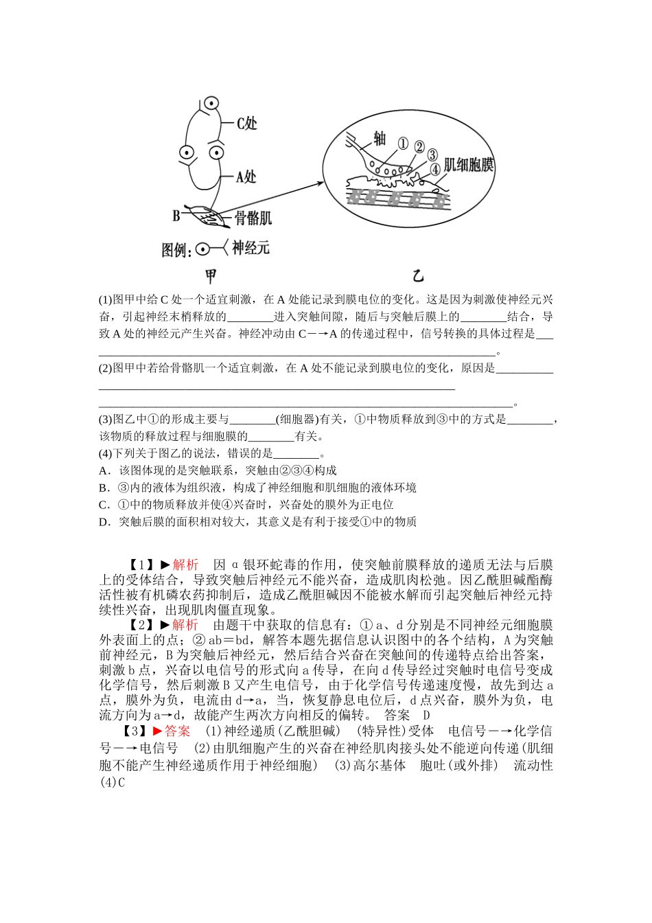 兴奋在神经元之间的传递（教案用）_第3页