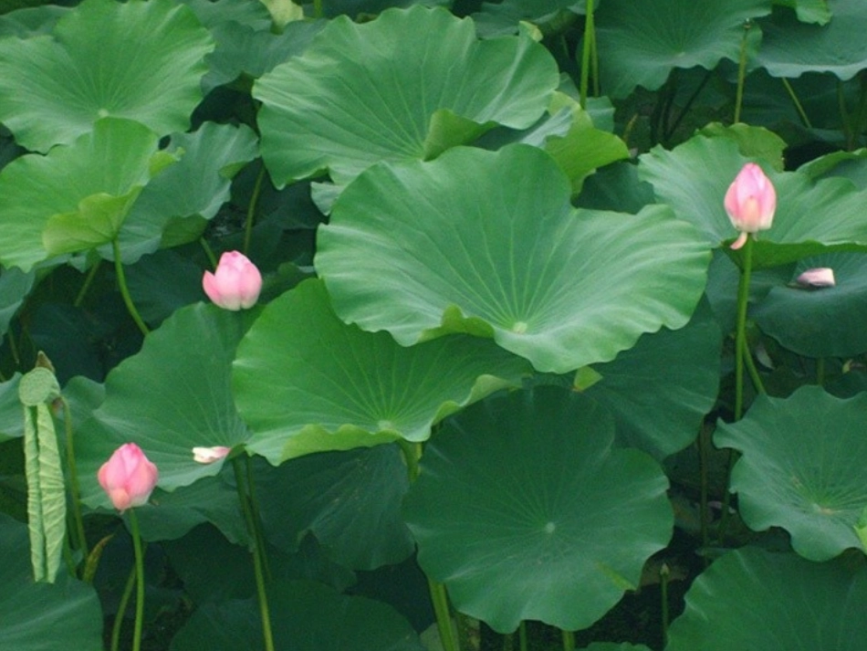 (部编)人教语文2011课标版一年级下册13.荷叶圆圆_第2页