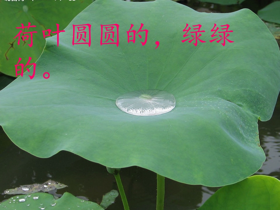 (部编)人教语文2011课标版一年级下册13.荷叶圆圆_第3页