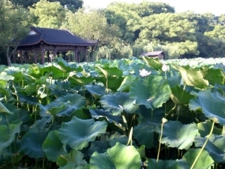 (部编)人教语文2011课标版一年级下册13.荷叶圆圆