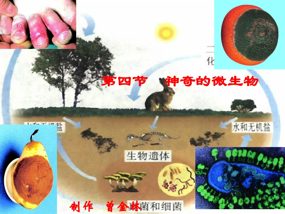 22-4微生物_第1页