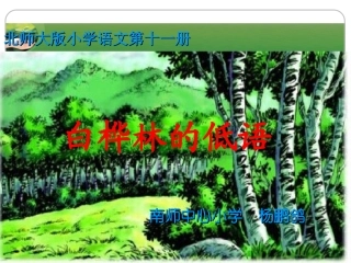 白桦林的低语