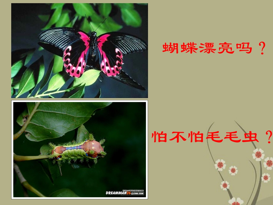 八年级生物下册-7.1.2《昆虫的生殖和发育》课件-新人教版_第2页